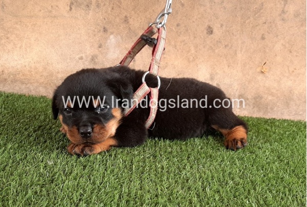 --rottweiler-22_11