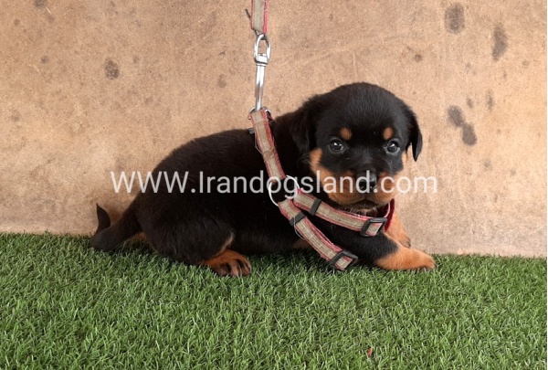 --rottweiler-22_2
