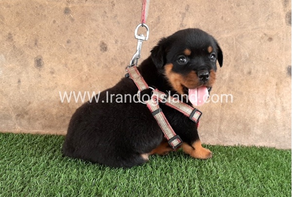 --rottweiler-22_3