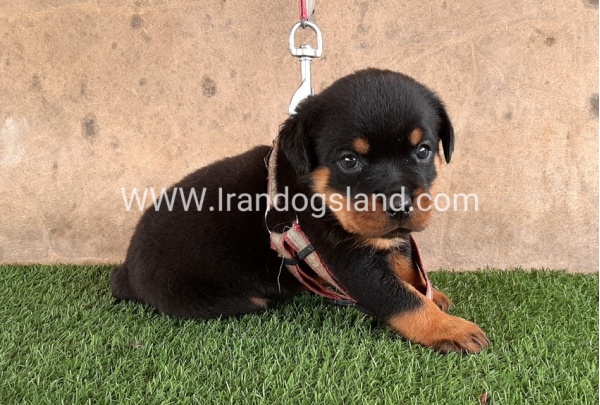 --rottweiler-22_4