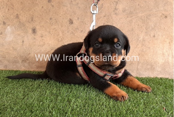 --rottweiler-22_5
