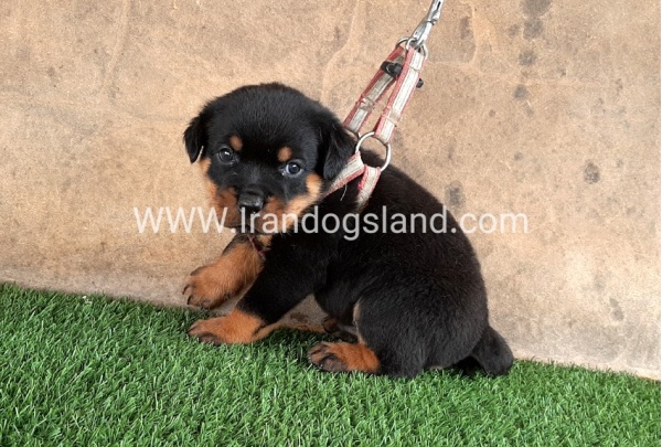 --rottweiler-22_6