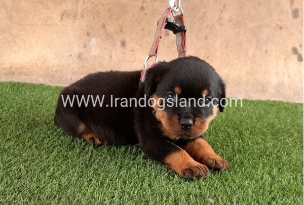 --rottweiler-22_7