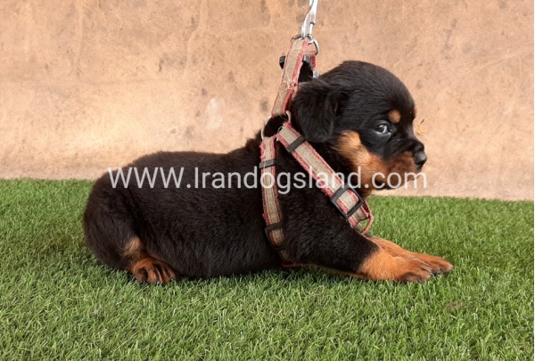 --rottweiler-22_8