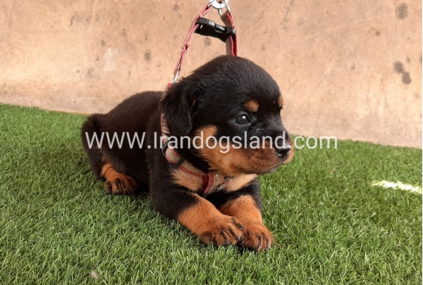 --rottweiler-22_9