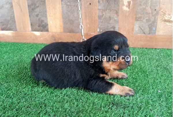 --rottweiler-30_1