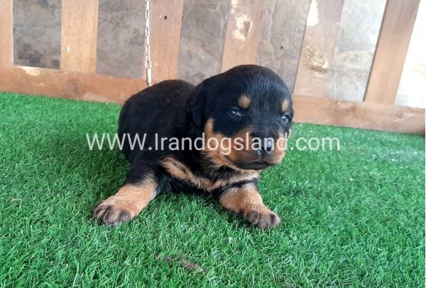 --rottweiler-30_2