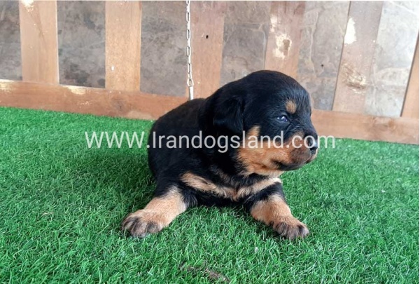 --rottweiler-30_3