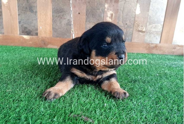 --rottweiler-30_4
