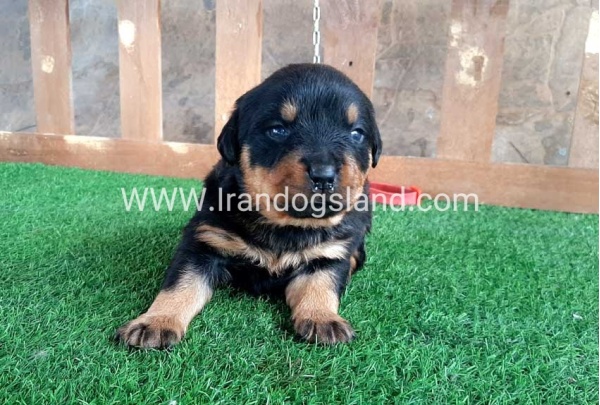 --rottweiler-30_5