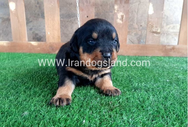 --rottweiler-30_6
