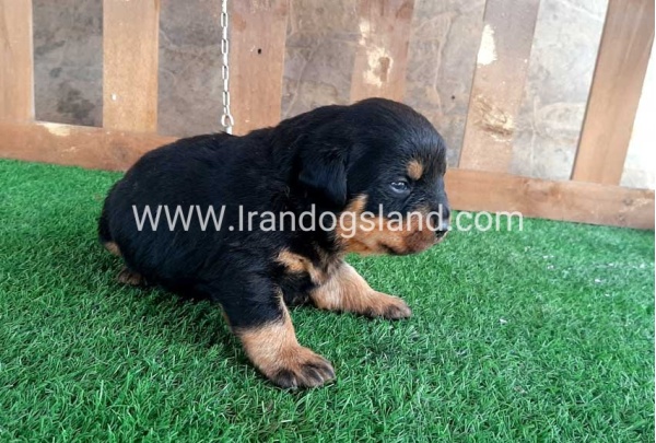 --rottweiler-30_7
