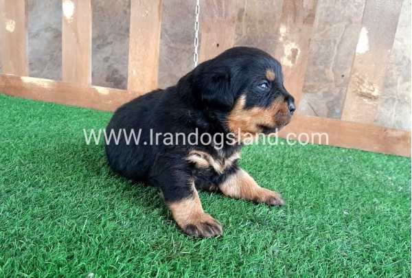 --rottweiler-30_8