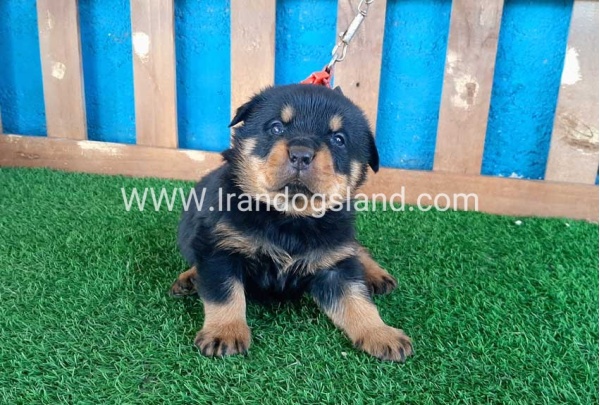 --rottweiler-32_1