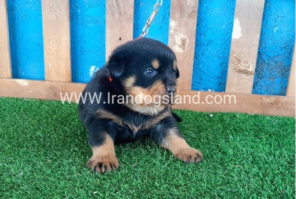 --rottweiler-32_10