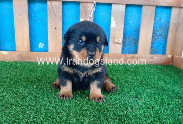--rottweiler-32_11