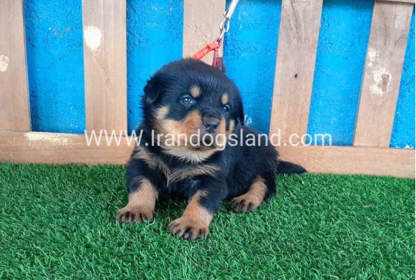 --rottweiler-32_12