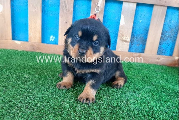 --rottweiler-32_2