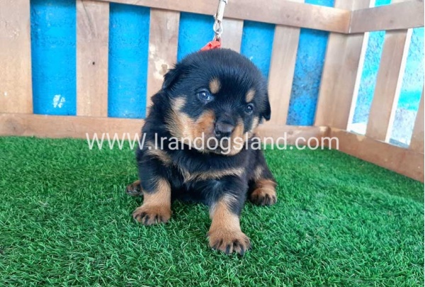 --rottweiler-32_3