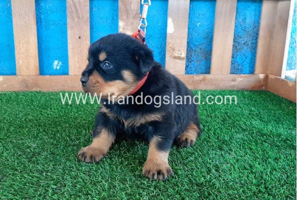 --rottweiler-32_4