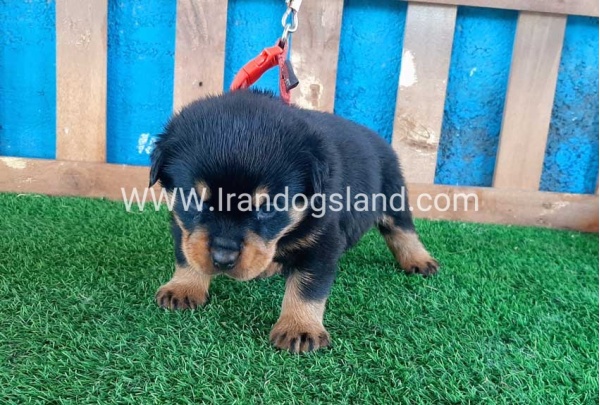 --rottweiler-32_5