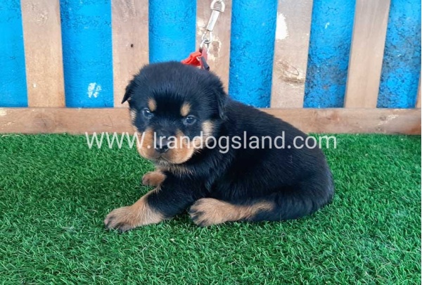 --rottweiler-32_6