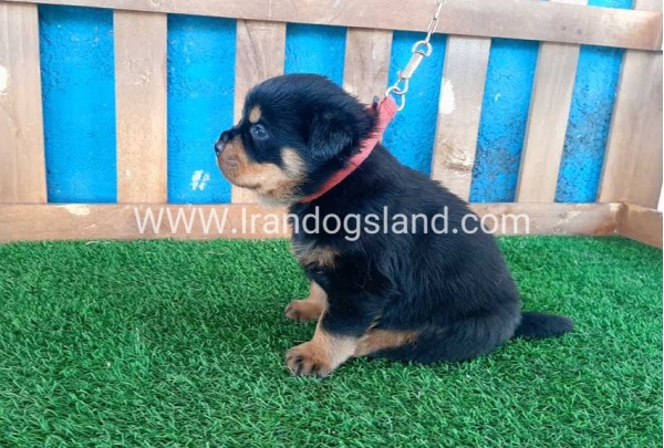 --rottweiler-32_7
