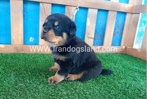 --rottweiler-32_8