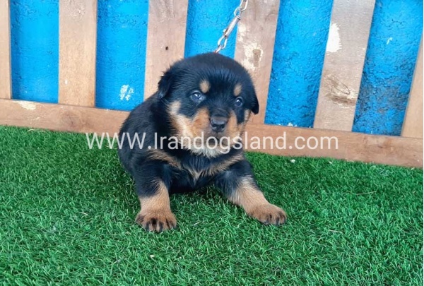 --rottweiler-32_9