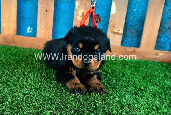 --rottweiler-33_1