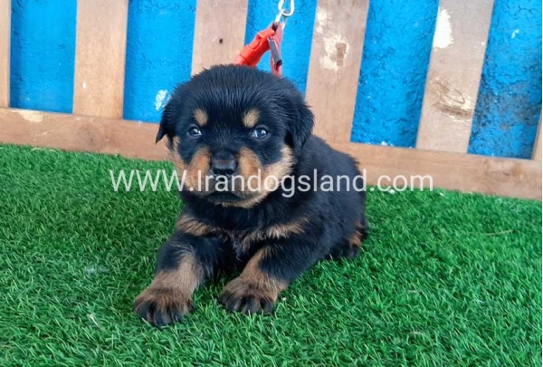 --rottweiler-33_10