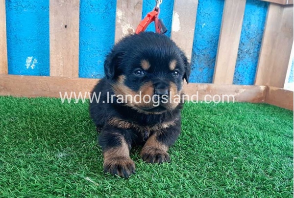 --rottweiler-33_11