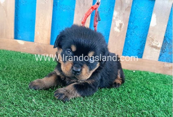 --rottweiler-33_12