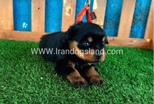--rottweiler-33_2