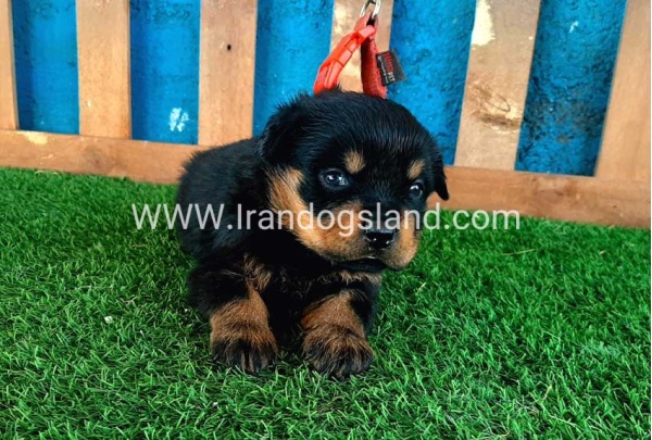--rottweiler-33_3