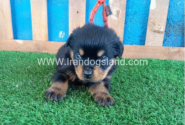 --rottweiler-33_4