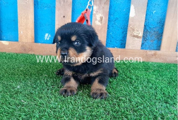 --rottweiler-33_6
