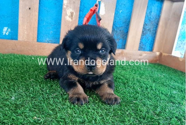 --rottweiler-33_7