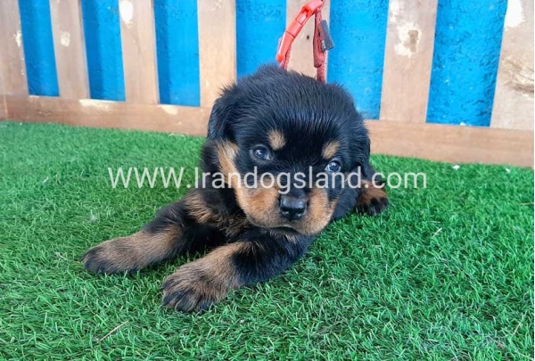 --rottweiler-33_8