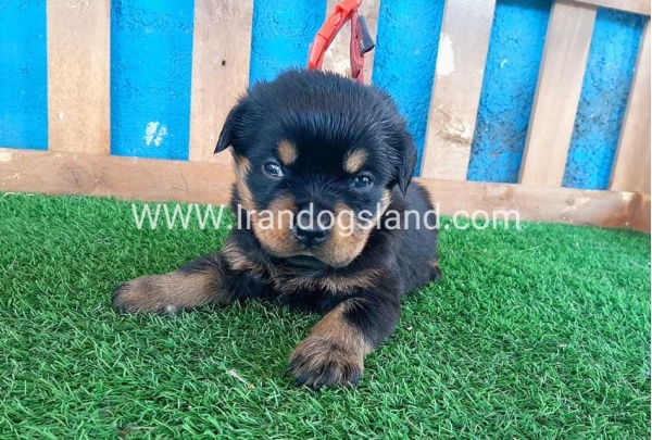 --rottweiler-33_9