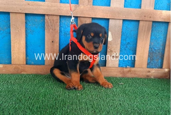 --rottweiler-43_1