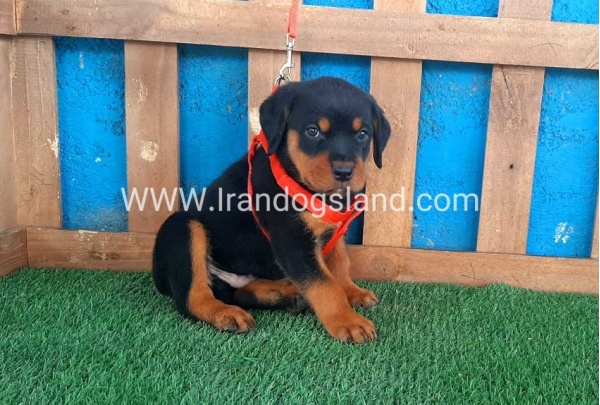 --rottweiler-43_2