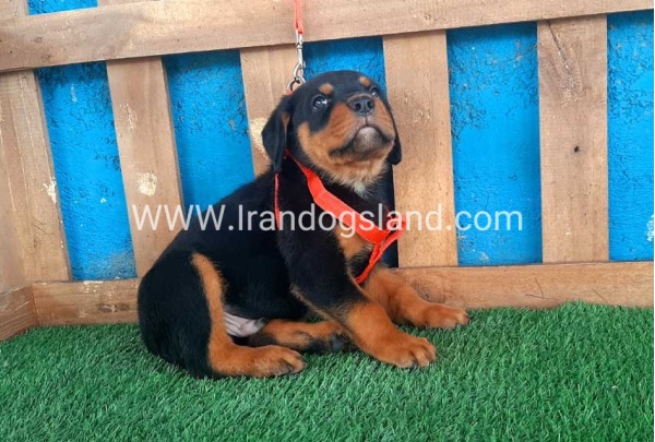 --rottweiler-43_3