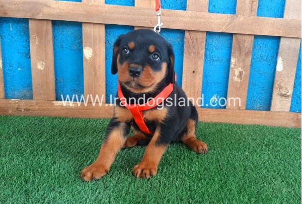 --rottweiler-43_4