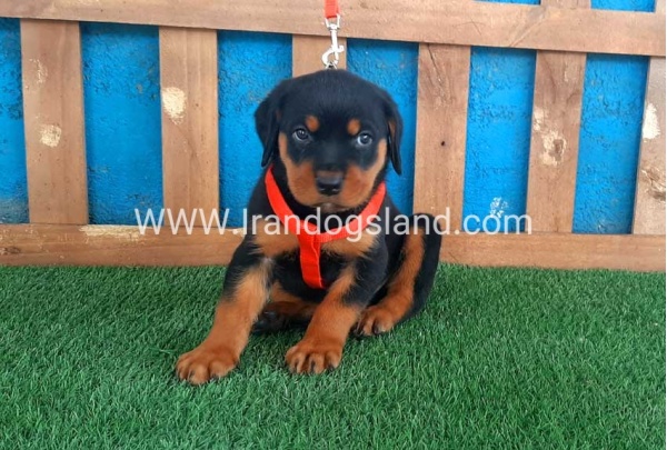 --rottweiler-43_5