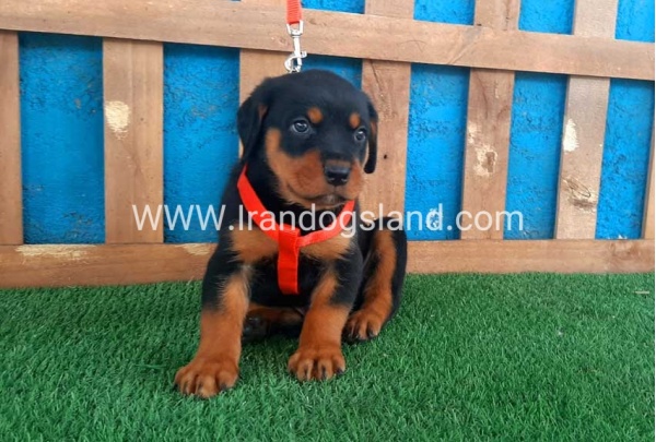 --rottweiler-43_6