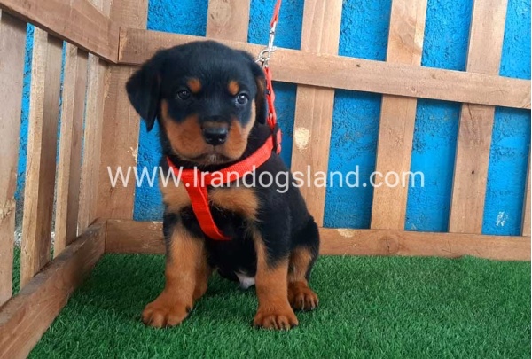 --rottweiler-43_7