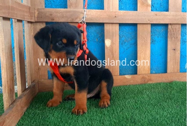 --rottweiler-43_8