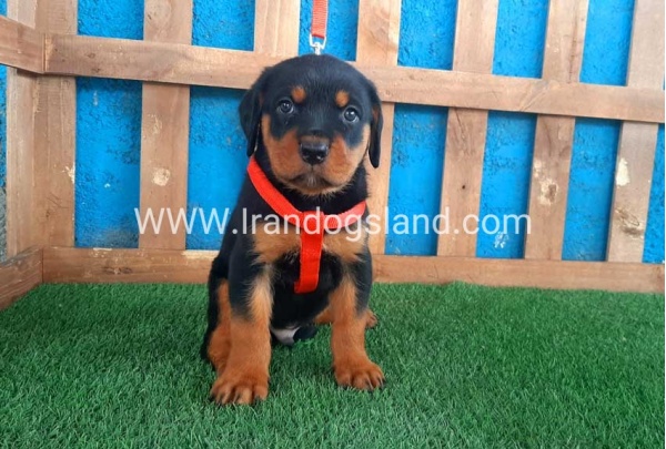 --rottweiler-43_9