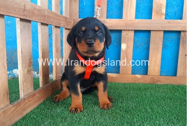 --rottweiler-44_1